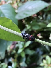 Callitettix versicolor