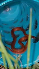 Storeria occipitomaculata