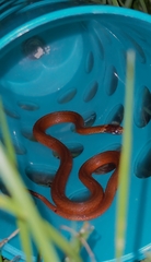 Storeria occipitomaculata