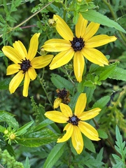 Coreopsis tripteris