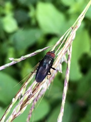 Callitettix versicolor