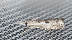 Microcrambus
