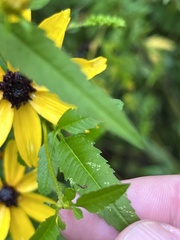 Coreopsis tripteris