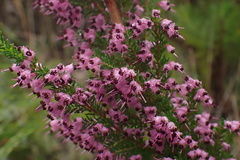 Erica opulenta