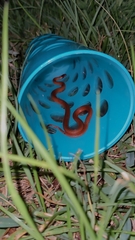 Storeria occipitomaculata