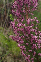 Erica opulenta