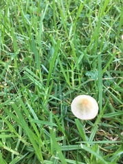 Conocybe apala albipes