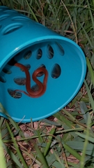 Storeria occipitomaculata