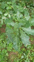 Quercus petraea