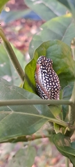 Hyperolius marmoratus
