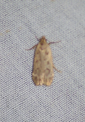Anacampsis