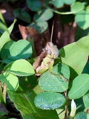 Pseudoxya diminuta