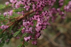 Erica opulenta