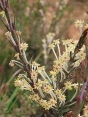 Struthiola ciliata