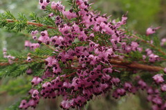 Erica opulenta