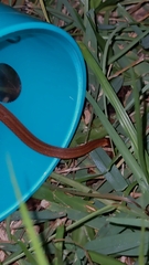 Storeria occipitomaculata