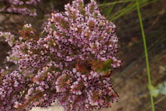 Erica opulenta