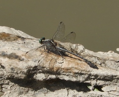 Dromogomphus spinosus
