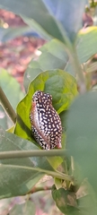 Hyperolius marmoratus