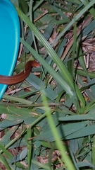 Storeria occipitomaculata