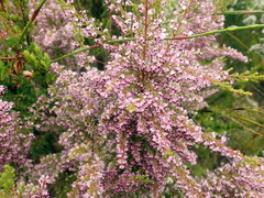 Erica opulenta