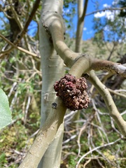 Aceria parapopuli