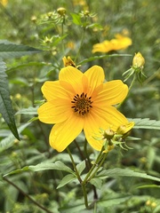 Bidens polylepis