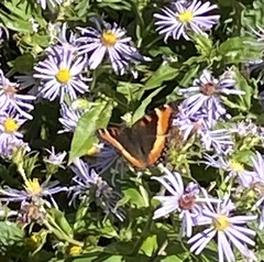 Aglais milberti