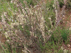 Struthiola ciliata