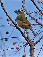 Saltator similis
