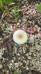 Amanita citrina