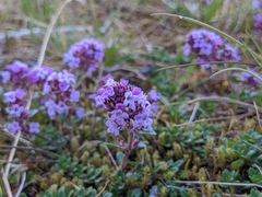 Thymus praecox britannicus