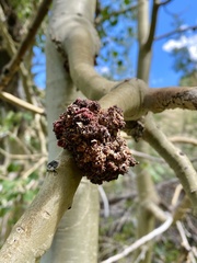 Aceria parapopuli