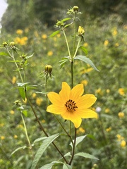 Bidens polylepis