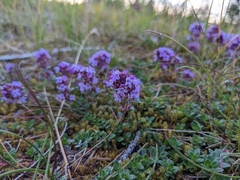 Thymus praecox britannicus