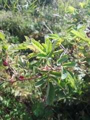 Rosa majalis