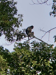 Trachypithecus obscurus