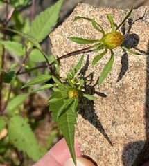 Bidens connata