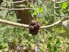 Aceria parapopuli