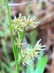 Juncaceae