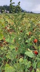 Chenopodium ficifolium