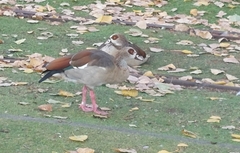 Alopochen aegyptiaca