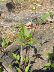 Bidens connata