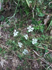 Torilis arvensis