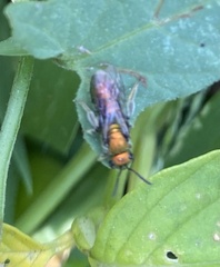 Augochlora