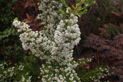 Erica scabriuscula