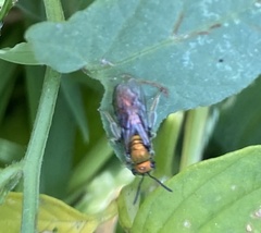 Augochlora