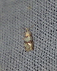 Aethes argentilimitana