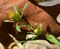 Bidens connata