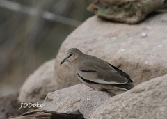 Columbina picui picui